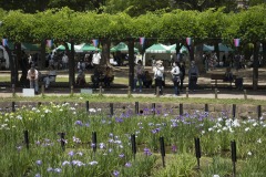 しょうぶ沼公園 まつりのテントと菖蒲田