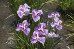 花菖蒲 白地に紫の脈