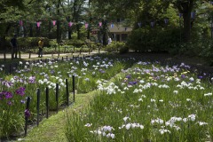 しょうぶ沼公園 お祭り提灯と菖蒲田