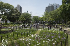 しょうぶ沼公園 マンションを背にした菖蒲田
