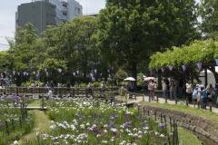 しょうぶ沼公園 弧を描く菖蒲田