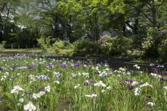 しょうぶ沼公園 白い花の畝