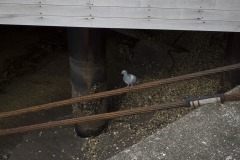 鳩