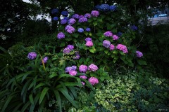 紫陽花