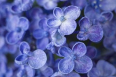 紫陽花