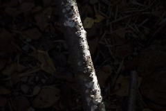 木
