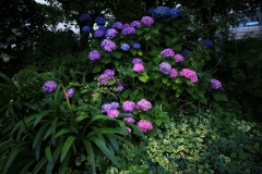 紫陽花