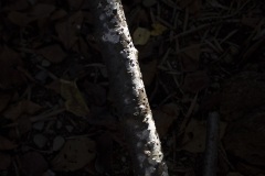木