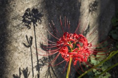 曼殊沙華