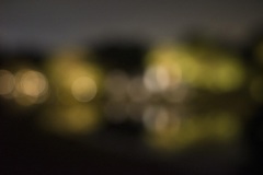 夜の森