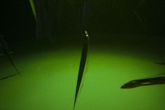 タチウオ