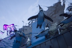 ペンギン