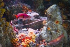 アカオビハナダイ