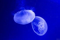 クラゲ