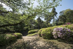 庭園 木陰の刈込とツツジ