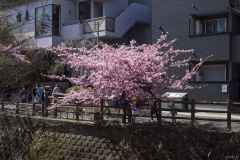 松戸宿 坂川河津桜まつり 川沿いの一本