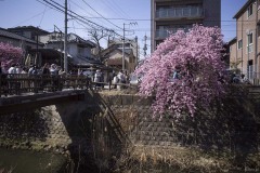 松戸宿 坂川河津桜まつり 橋の上の人だかり