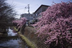 松戸宿 坂川河津桜まつり 坂川を彩る並木