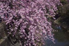 松戸宿 坂川河津桜まつり 水面に垂れる枝