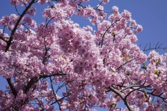 松戸宿 坂川河津桜まつり 青空に伸びる枝
