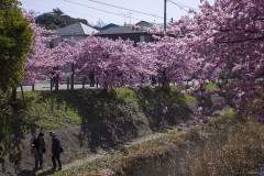 松戸宿 坂川河津桜まつり 土手沿いの並木