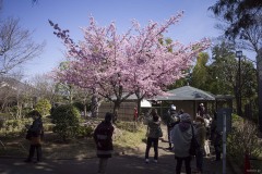 戸定邸前の河津桜 見上げる人たち