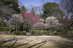 戸定が丘歴史公園 梅園 紅白の梅