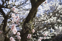 戸定が丘歴史公園 梅園 幹ごしの梅