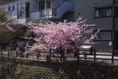 松戸宿 坂川河津桜まつり