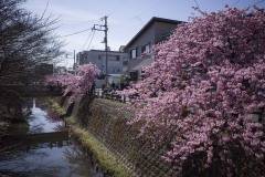 松戸宿 坂川河津桜まつり