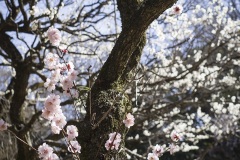 戸定が丘歴史公園 梅園