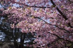 戸定邸前の河津桜