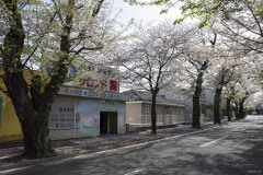 さくら通り