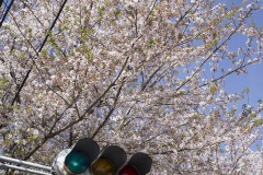 信号と桜