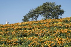 マリーゴールド