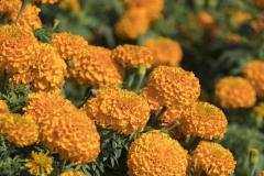 マリーゴールド