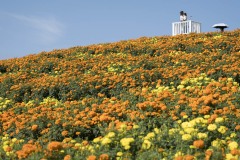 マリーゴールド