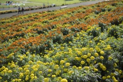 マリーゴールド