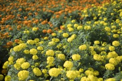 マリーゴールド