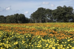 マリーゴールド