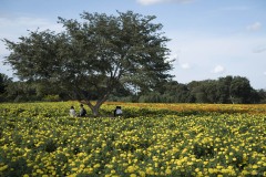 マリーゴールド