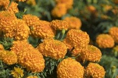マリーゴールド オレンジの花のアップ