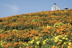 マリーゴールド いろどりの丘の展望デッキ
