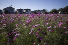 コスモスふれあいロード（埼玉県久喜市）