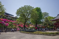 根津神社 つつじと楼門