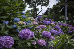 白山神社 あじさいと社殿