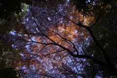 王子神社 見上げた紅葉