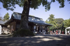 鷲宮神社 大木と社殿