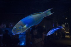 オトメベラが泳ぐ水槽