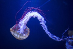 アカクラゲ